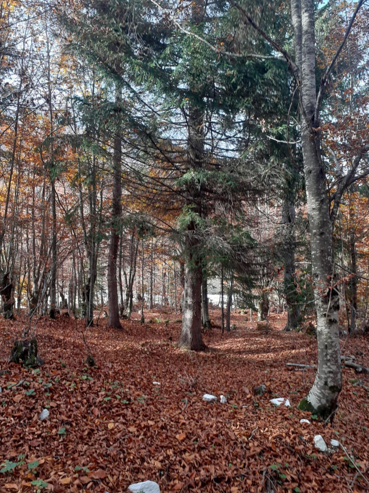 Guesthouse Dioni Valbone Dış mekan fotoğraf